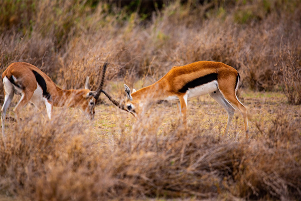 safari