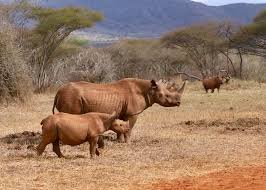 Mkomazi