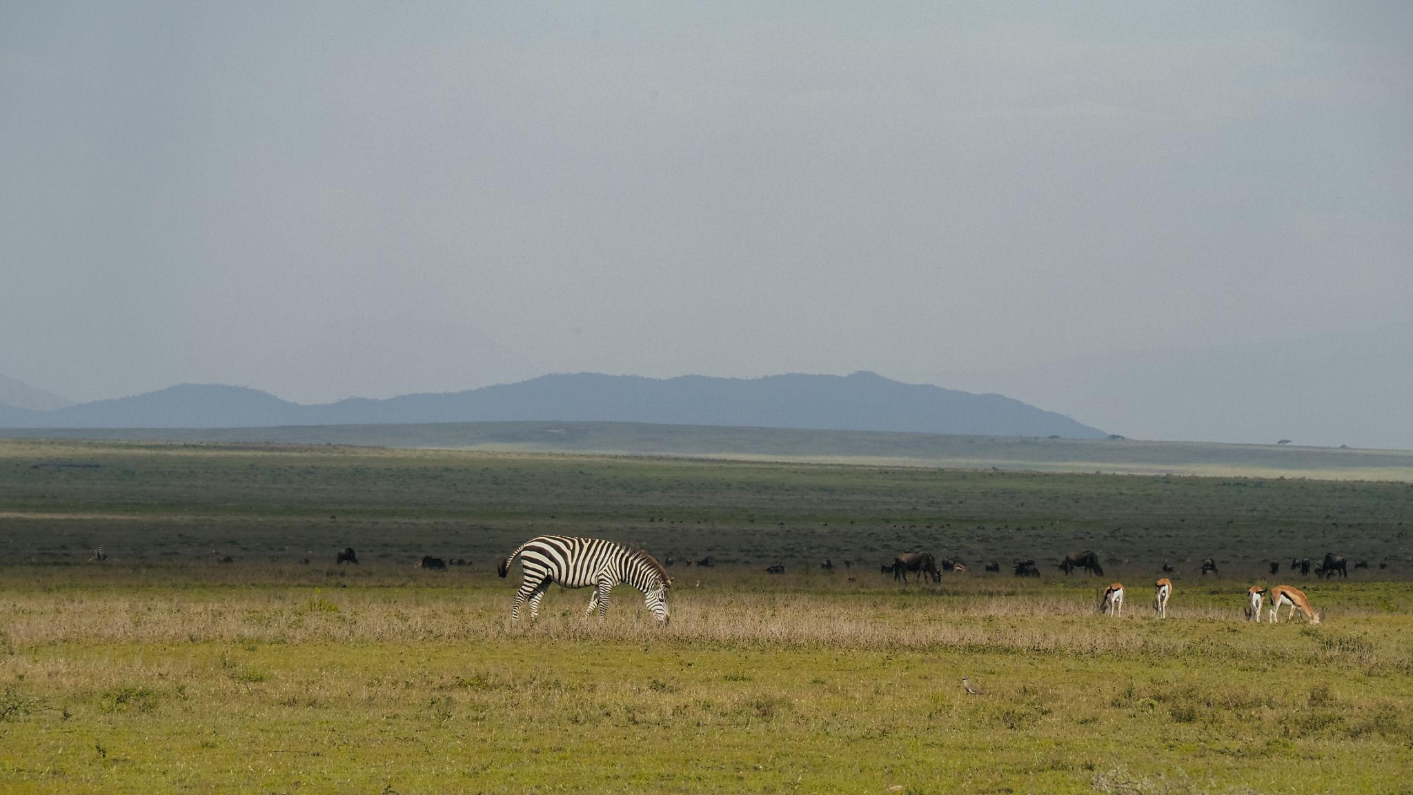 safari